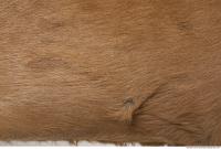 animal skin doe fur 0001